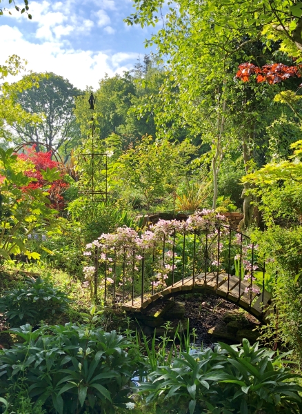 Weeping Ash Garden